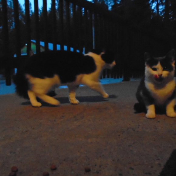 Meet your Posher, Labrador - Picture 5 of 16